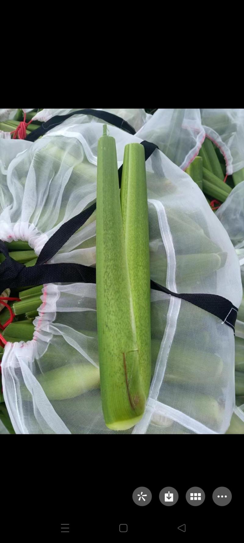 茭白批发