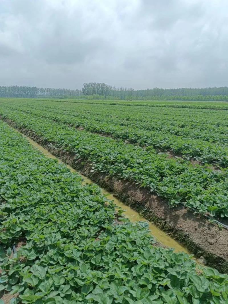 隋珠草莓苗新品种植珠高大早熟丰产产地发货量大优惠