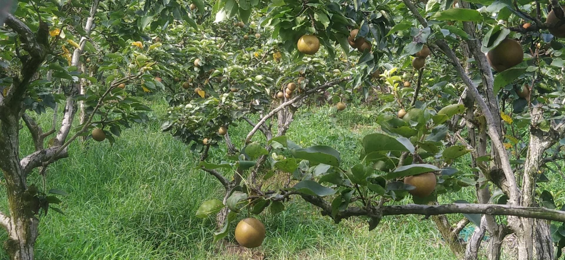 展示丰水梨果梗鲜绿、果底饱满的状态,用于辅助判断果实新鲜度 丰水梨果梗与果底细节图