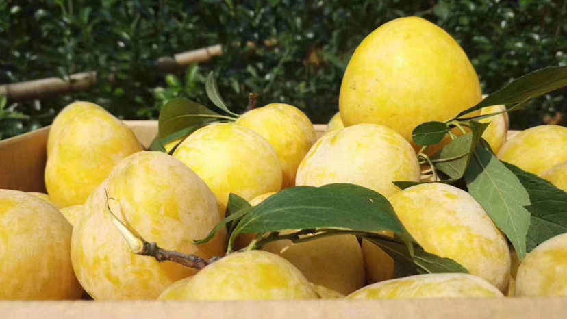 新鲜李子切开露出果核与多汁果肉