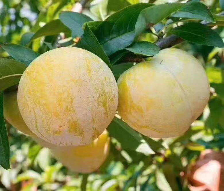 金塘李子果园实景图