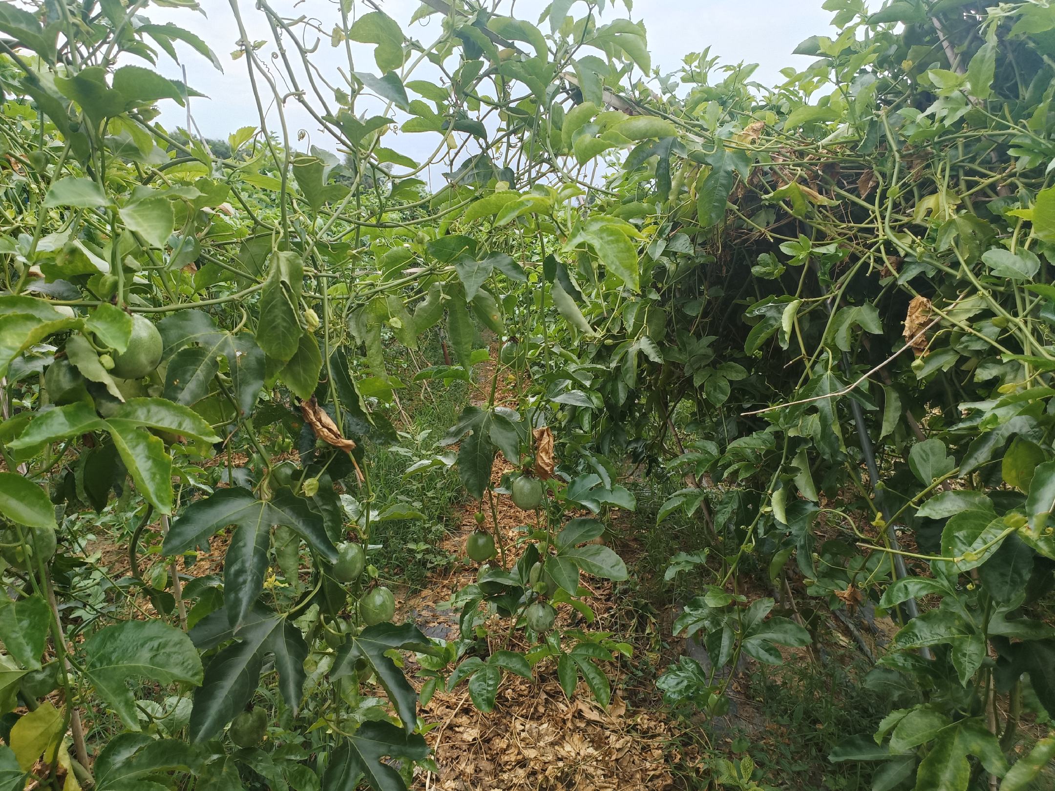 百香果园病株拔除后焚烧处理