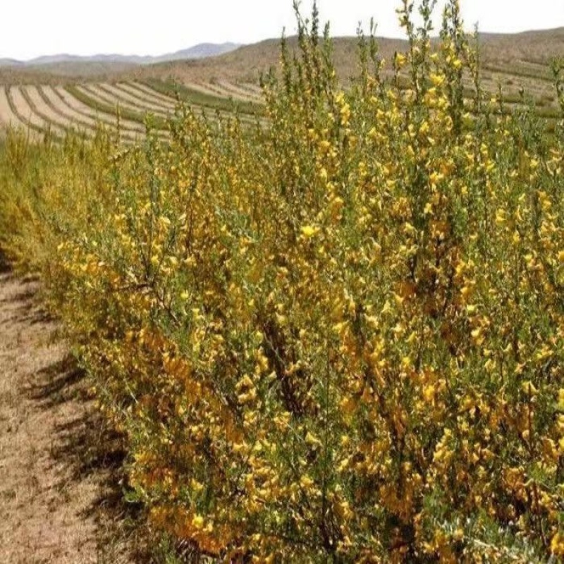 苦刺种子白刺花种子当年新种林木种子量大优惠