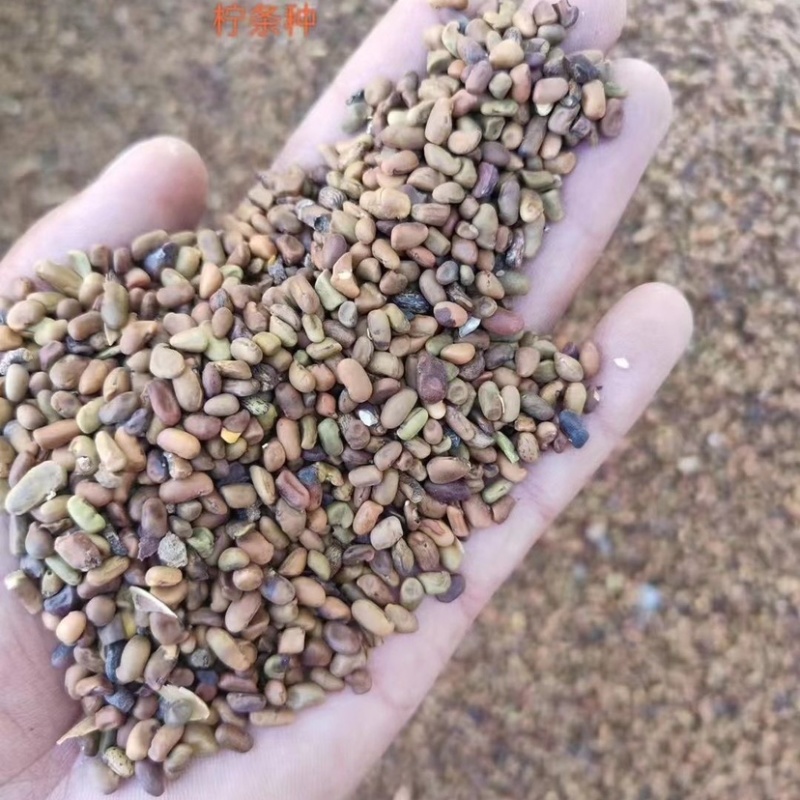 苦刺种子白刺花种子当年新种林木种子量大优惠