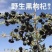 黑枸杞种子批发，甘肃民勤大漠特产！