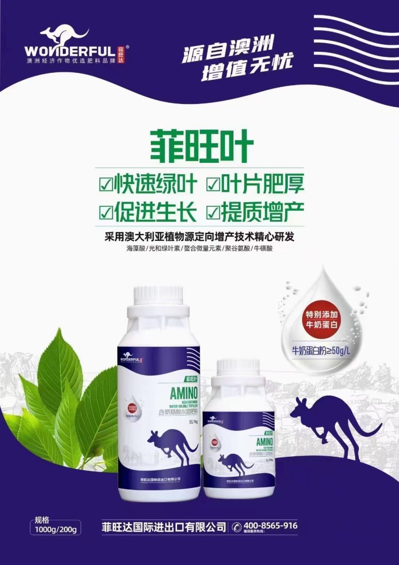 菲旺叶快速绿叶叶片肥厚