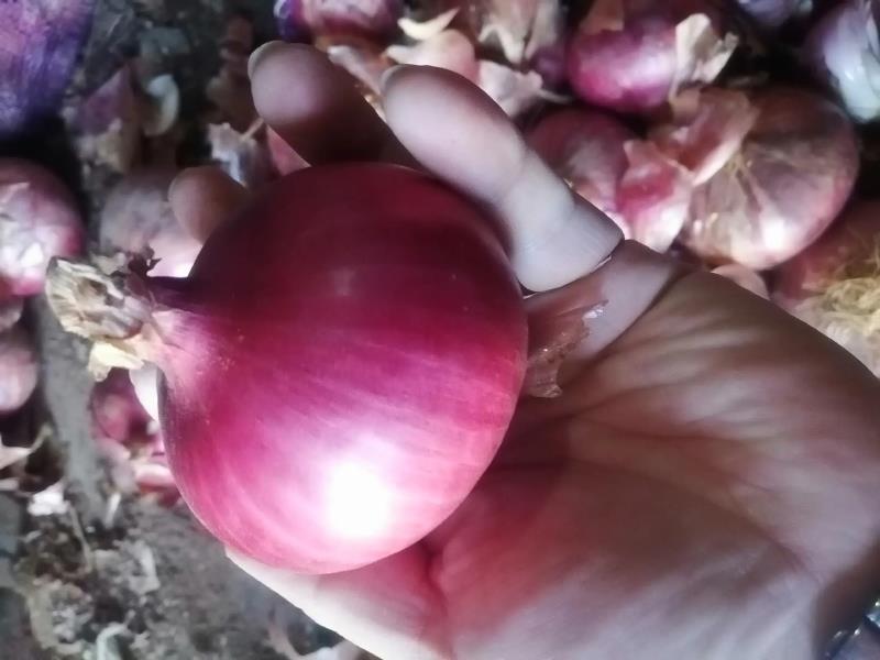 新鲜发芽洋葱实物特写,突出芽体色泽、形态及鳞茎完整性,背景为木质砧板,自然光拍摄 发芽洋葱特写:一颗完整紫皮洋葱,顶部抽出2–3根5–8厘米长的鲜绿色直立嫩芽,芽体饱满有光泽,鳞茎表皮干燥完好,无霉斑、软烂或异味