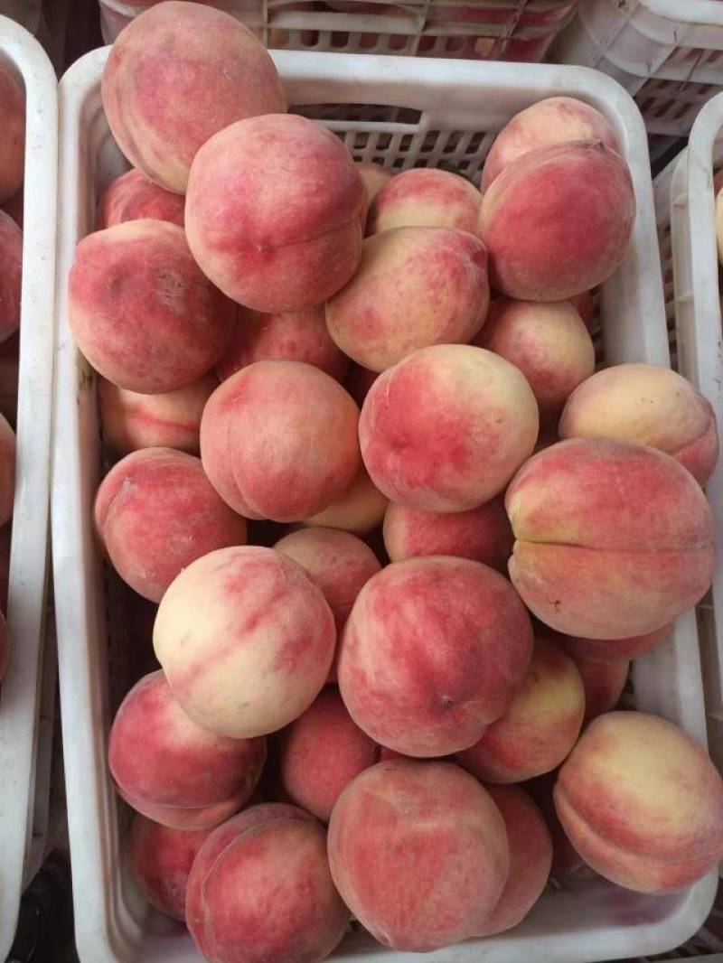 京玉毛桃大量上市货源充足量大从优品质好欢迎咨询