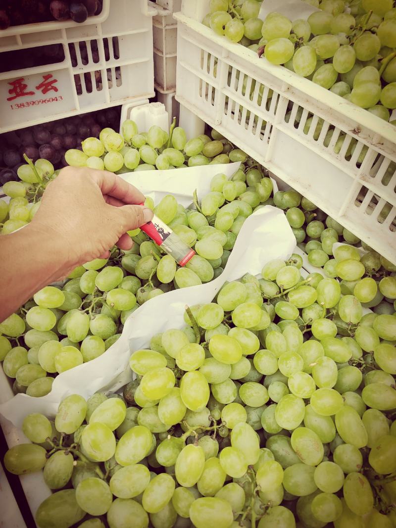 维多利亚葡萄