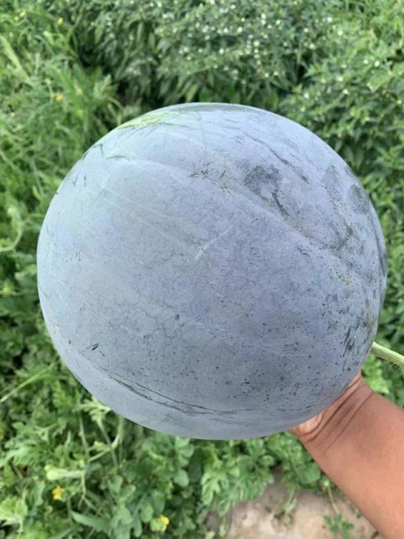 河南黑皮无籽西瓜大量供货中，专业团队，代发全国