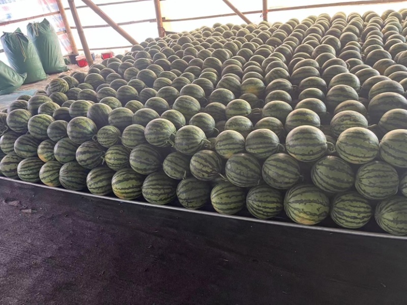 万亩基地无籽麒麟西瓜一手货源皮薄多汁品质保证
