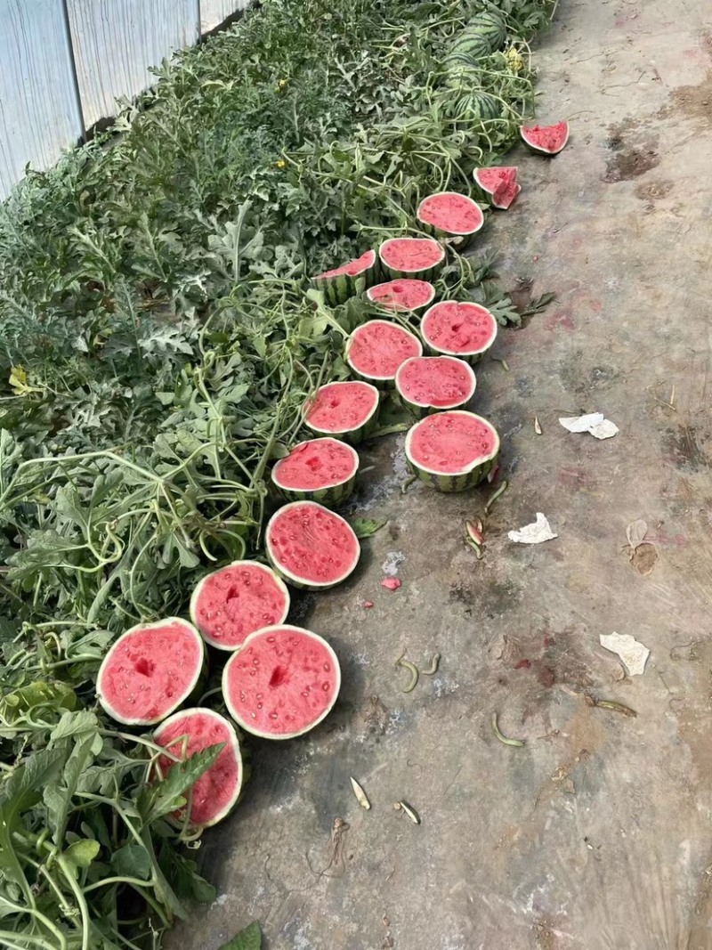 万亩基地无籽麒麟西瓜一手货源皮薄多汁品质保证