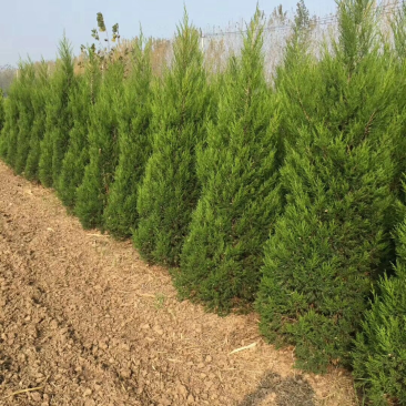 精品柏树蜀桧桧柏30-100规格齐全存活率高技术指导