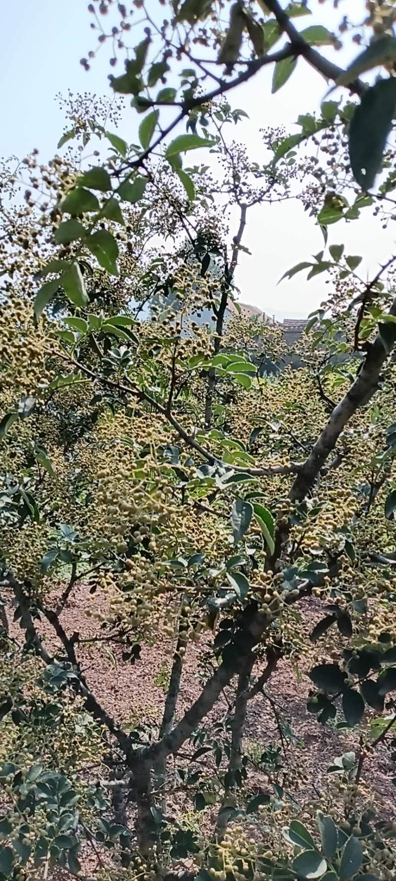 （优）花椒，颗粒大饱满，颜色漂亮欢迎老客户来电咨询