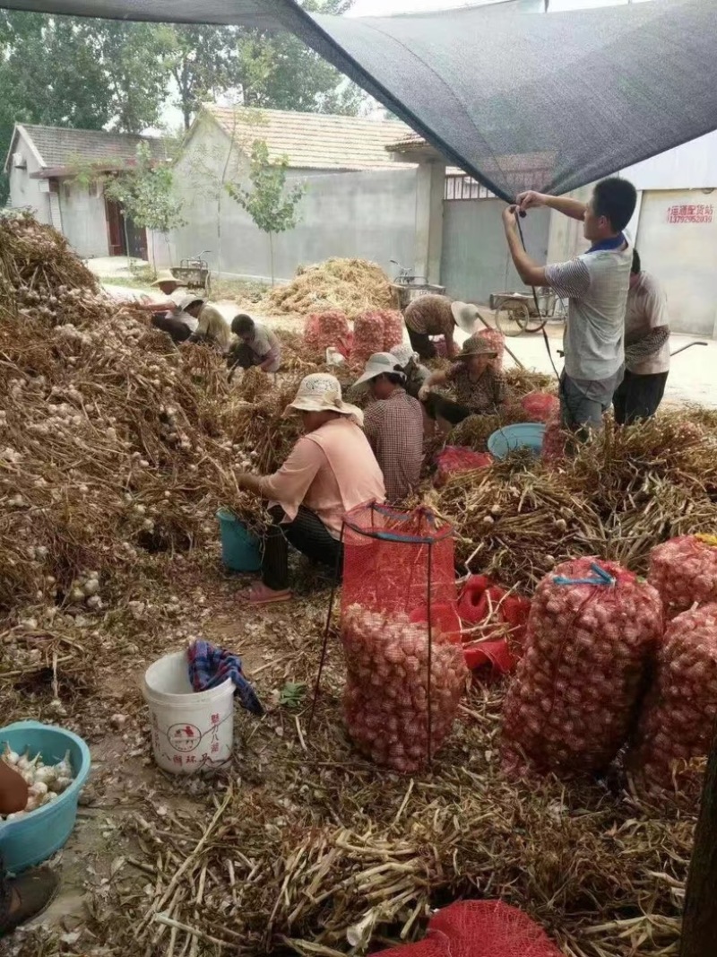 【山东狗芽子】大蒜头大量上市中！做盐糖蒜可支持视频看货！