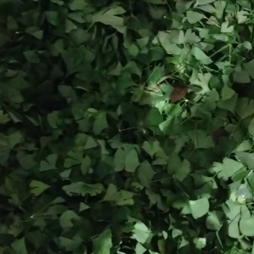 鲜白果树叶