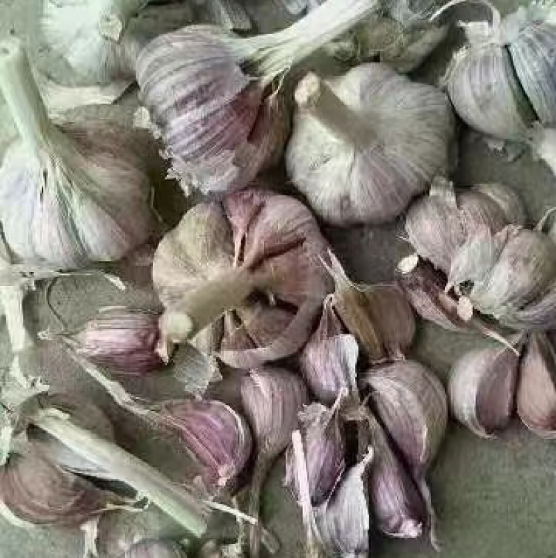 【山东狗芽子】大蒜头大量上市中！做盐糖蒜可支持视频看货！