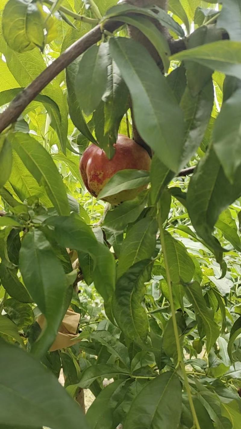 黄油桃红油桃各品种油桃毛桃陆续开园中持续到九月底