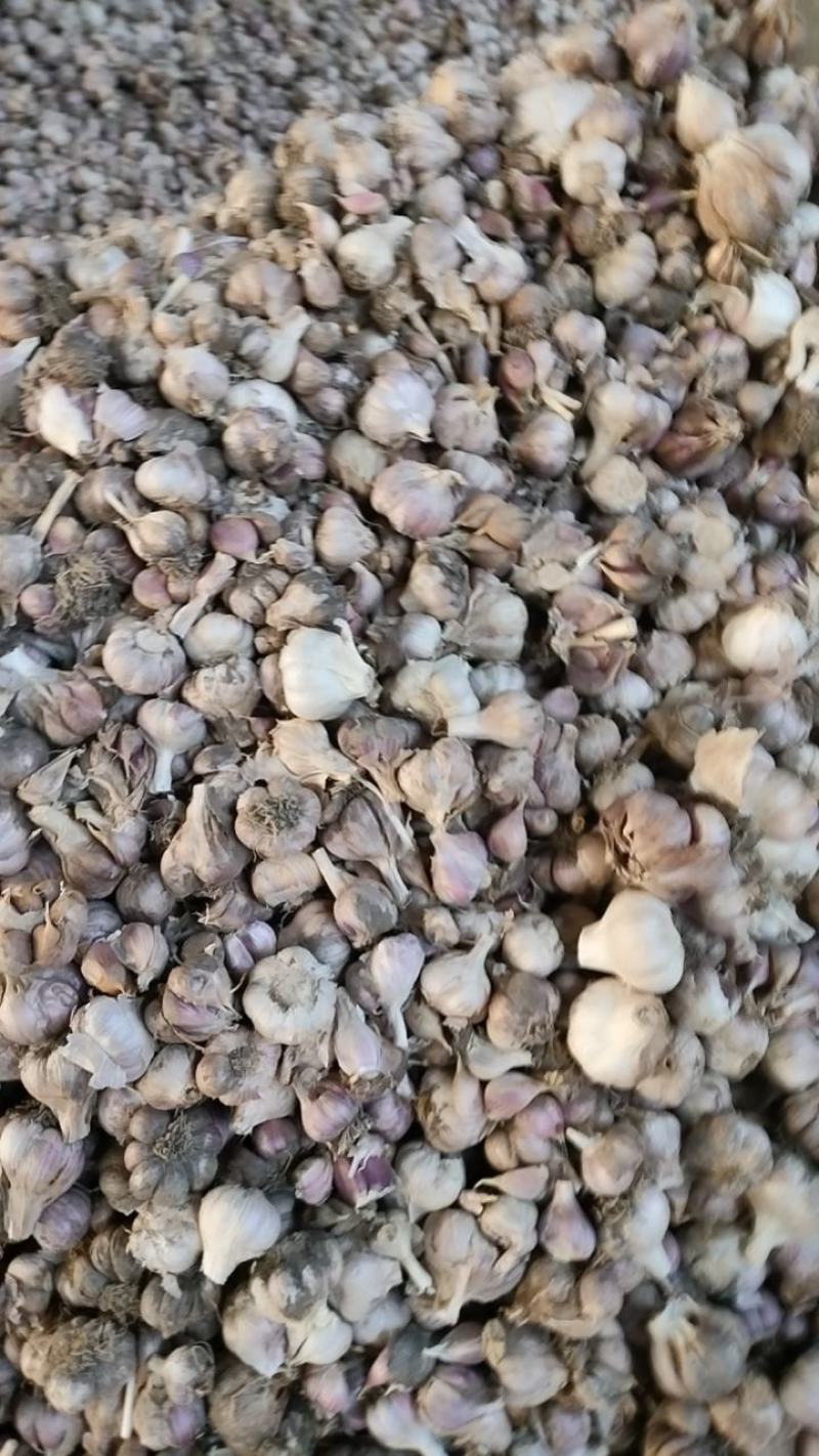 四川彭州软直叶蒜种，基地直发，需要的朋友抓紧时间定货！