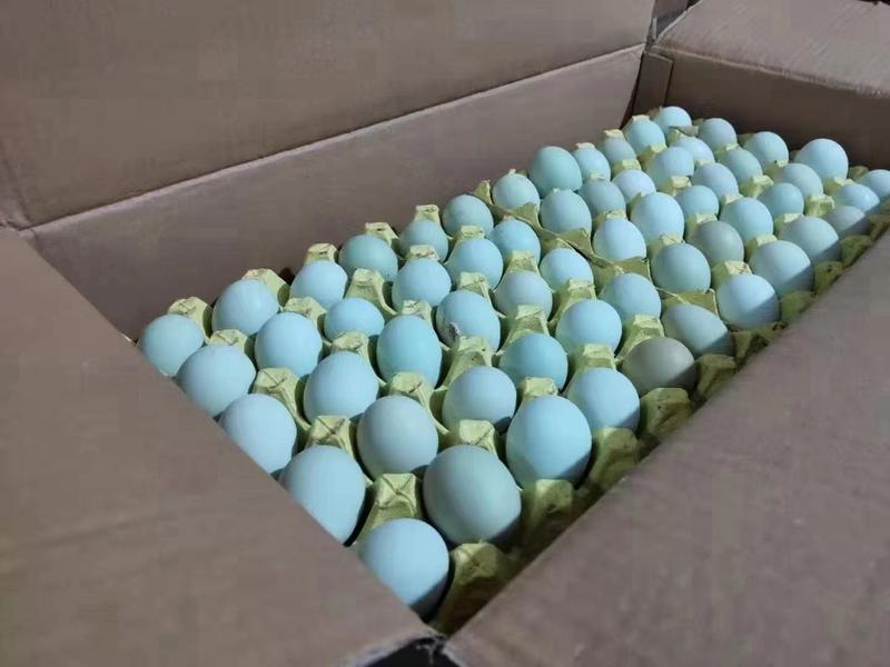 【绿壳鸡蛋】山林放养基地直发营养丰富乌骨鸡蛋品种多批发零