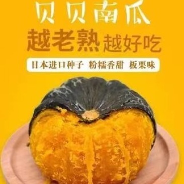 贝贝南瓜