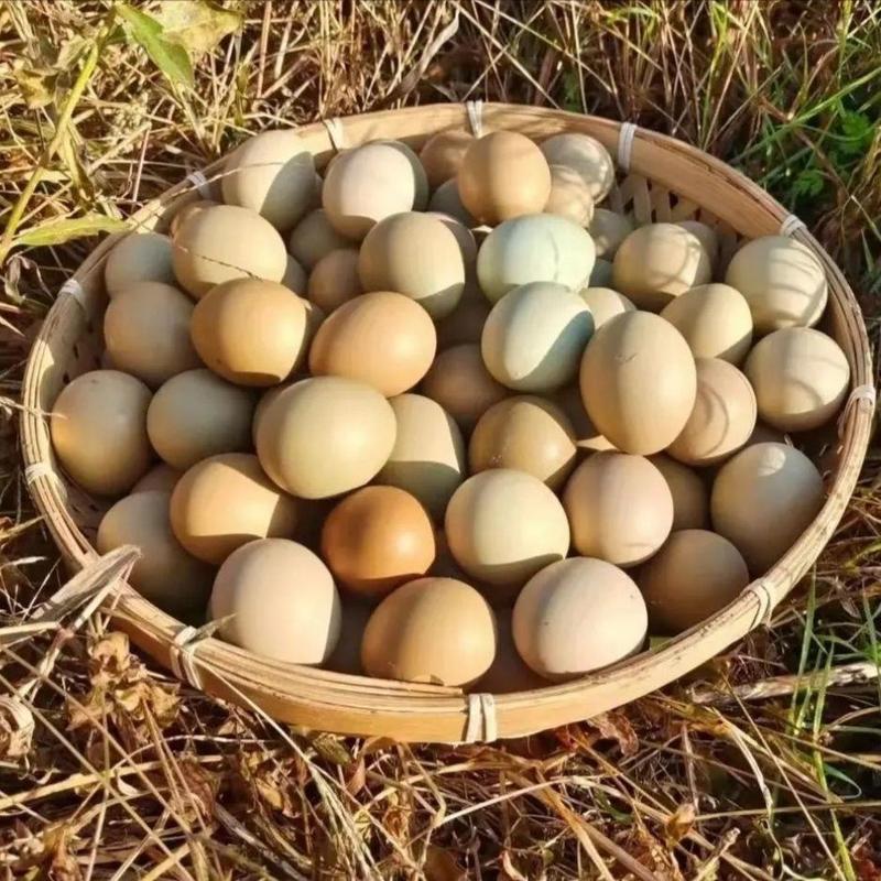 七彩山鸡蛋野鸡蛋正品保障可实地考察视频看货线上交易品种多
