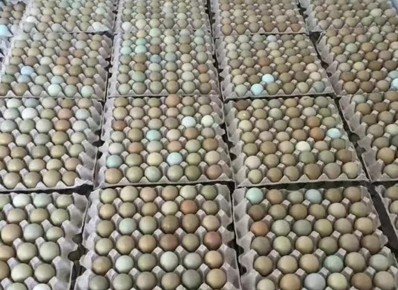 七彩山鸡蛋野鸡蛋正品保障可实地考察视频看货线上交易品种多
