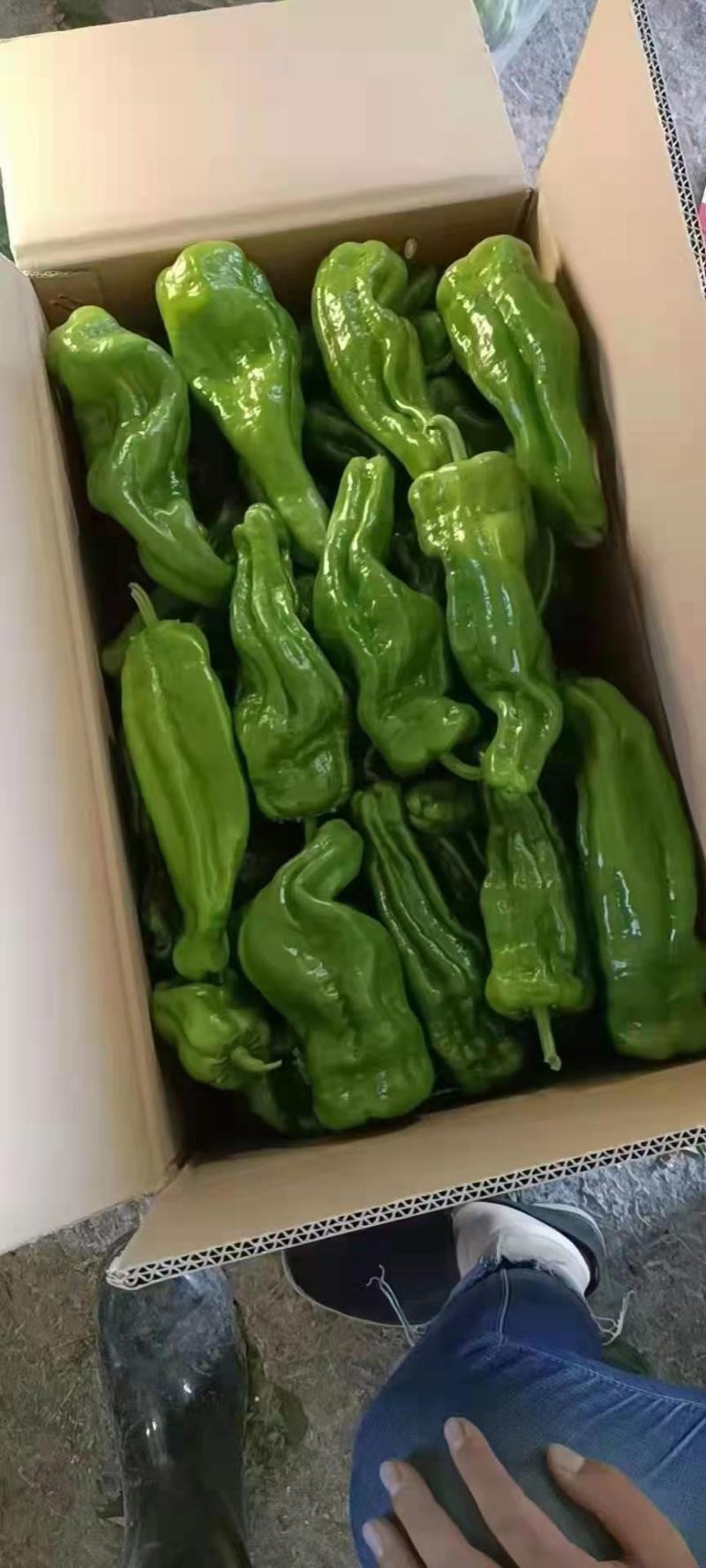 冷棚精品芜湖椒大量上市无虫色泽亮条形好对接棚户费用低
