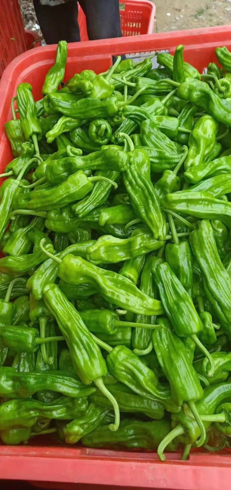 冷棚精品芜湖椒大量上市无虫色泽亮条形好对接棚户费用低