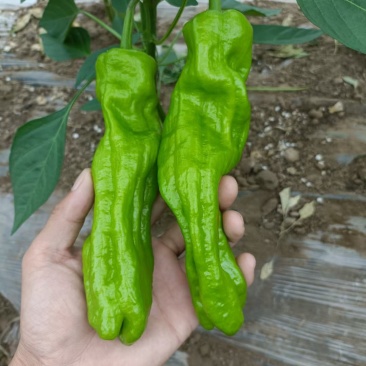 冷棚精品芜湖椒大量上市无虫色泽亮条形好对接棚户费用低