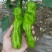 冷棚精品芜湖椒大量上市无虫色泽亮条形好对接棚户费用低