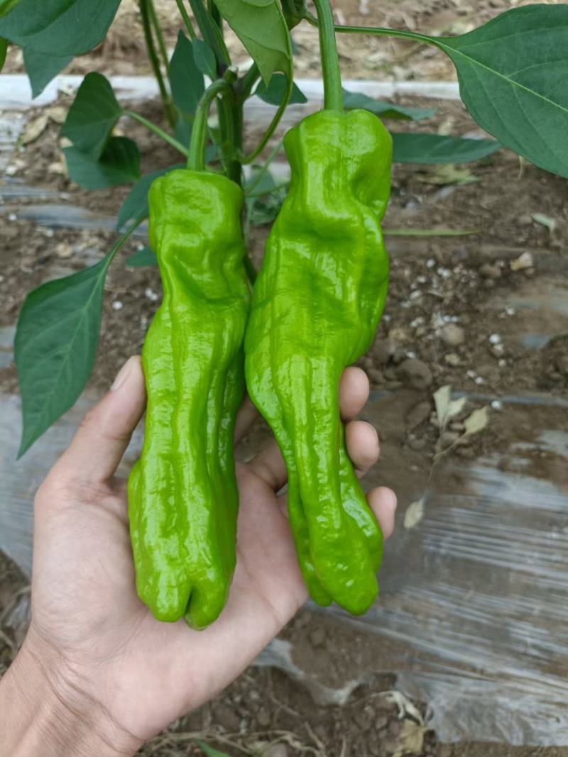 冷棚精品芜湖椒大量上市无虫色泽亮条形好对接棚户费用低