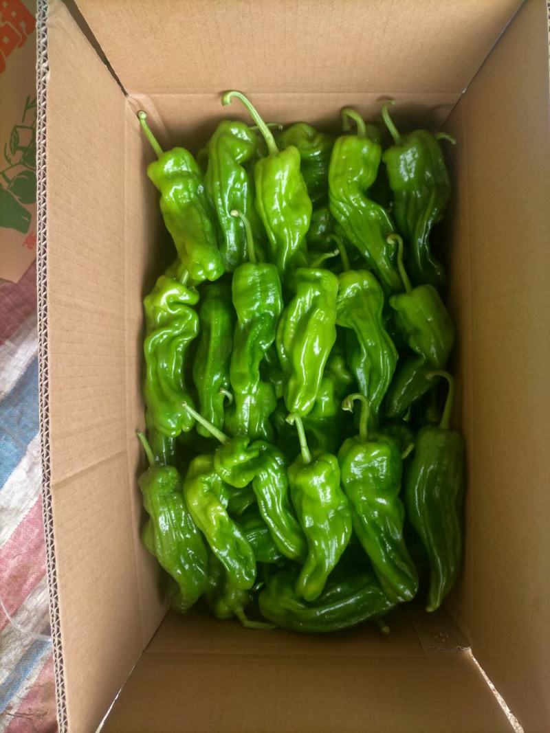 冷棚精品芜湖椒大量上市无虫色泽亮条形好对接棚户费用低