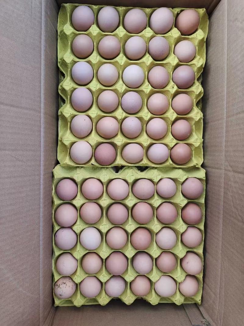 【土鸡蛋】农家散养鸡蛋初生蛋市场批发电商平台一件代发