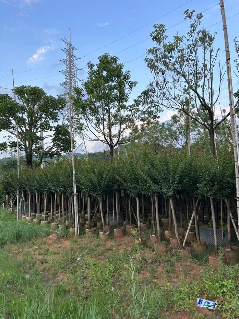 广东批发出售细叶紫薇袋苗容器苗小叶紫薇3-12公分