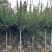 广东批发出售细叶紫薇袋苗容器苗小叶紫薇3-12公分