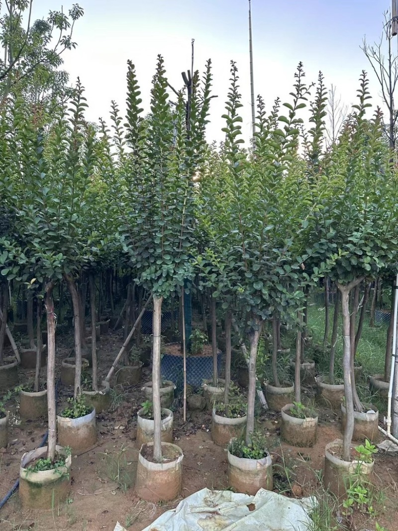 广东批发出售细叶紫薇袋苗容器苗小叶紫薇3-12公分