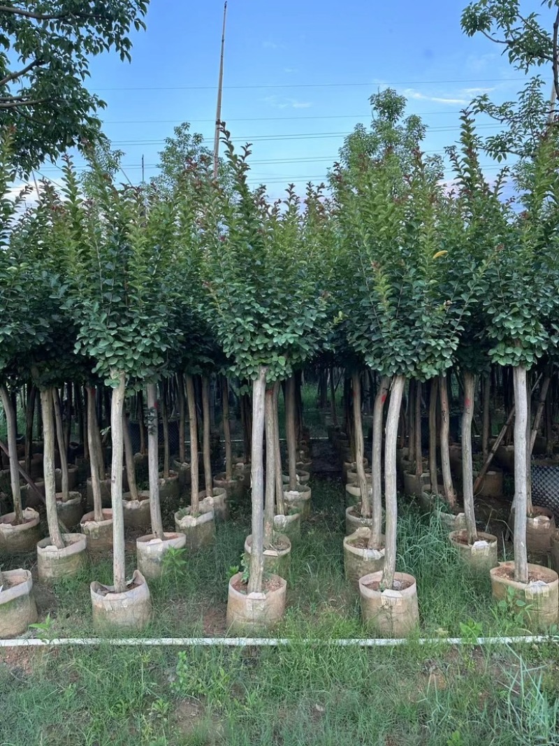广东批发出售细叶紫薇袋苗容器苗小叶紫薇3-12公分
