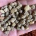 山慈菇中药山慈姑正宗山茨菇无硫毛慈菇冰球子杜鹃兰金登独蒜