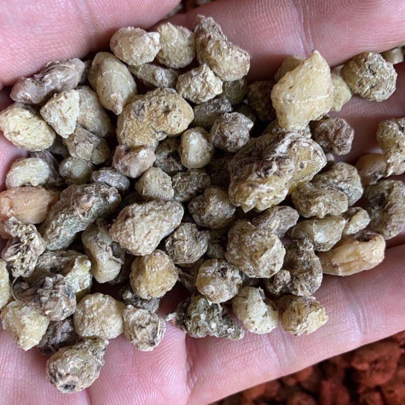 山慈菇中药山慈姑正宗山茨菇无硫毛慈菇冰球子杜鹃兰金登独蒜