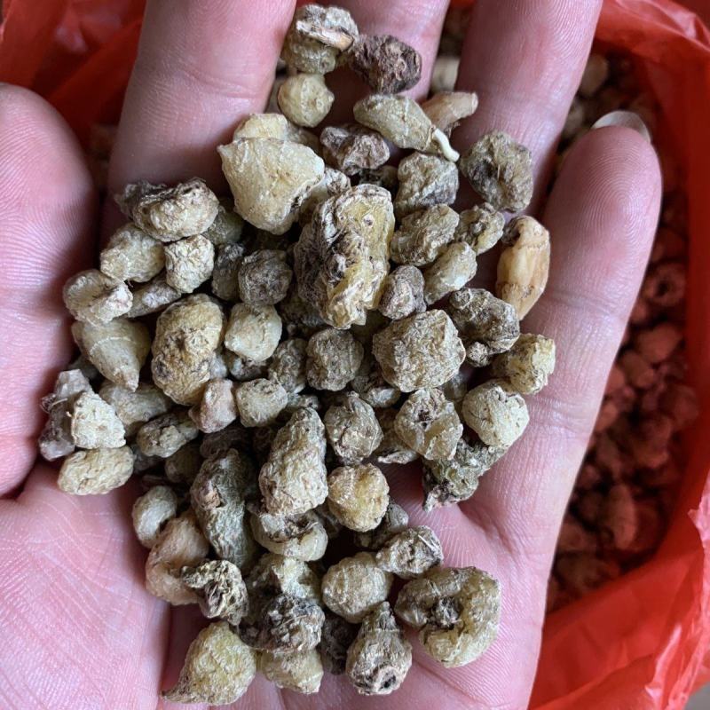 山慈菇中药山慈姑正宗山茨菇无硫毛慈菇冰球子杜鹃兰金登独蒜