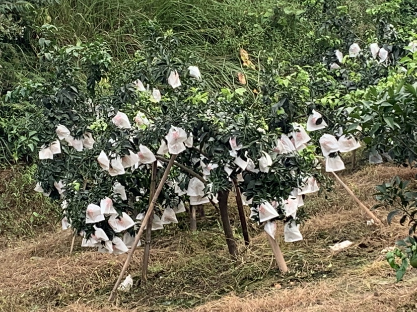 爱媛38号包装与电商发货现场