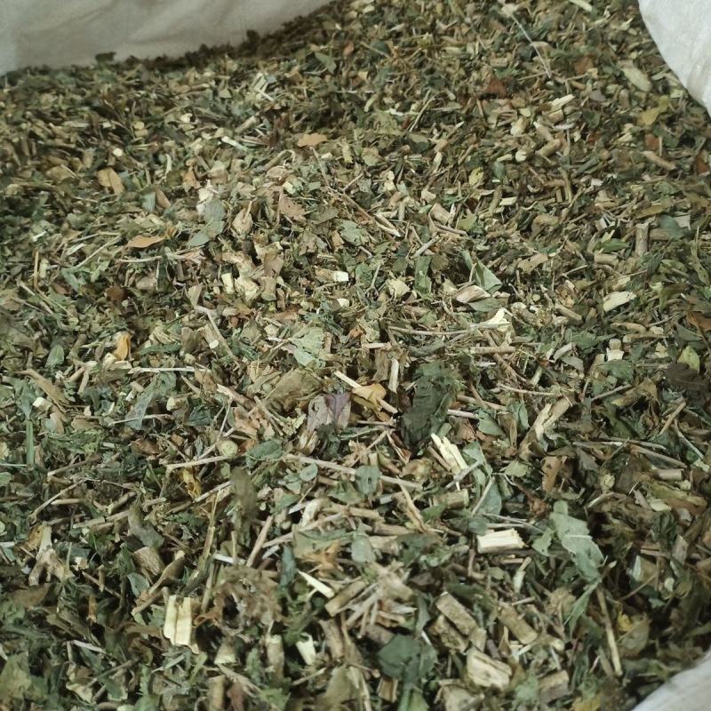 六月雪中草药新货正品野生白马骨满天星中药材路边姜天星木鸡