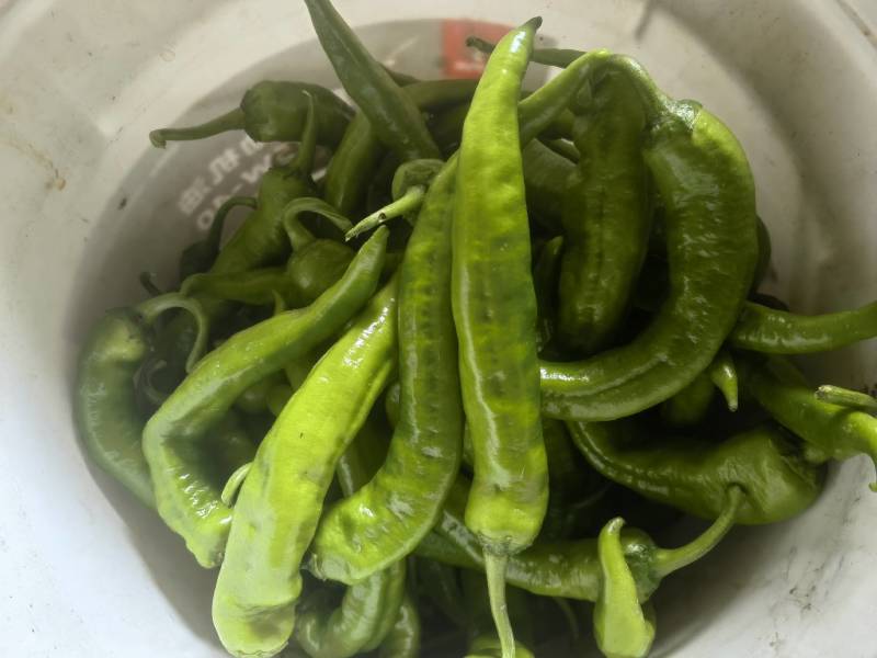 软皮青椒