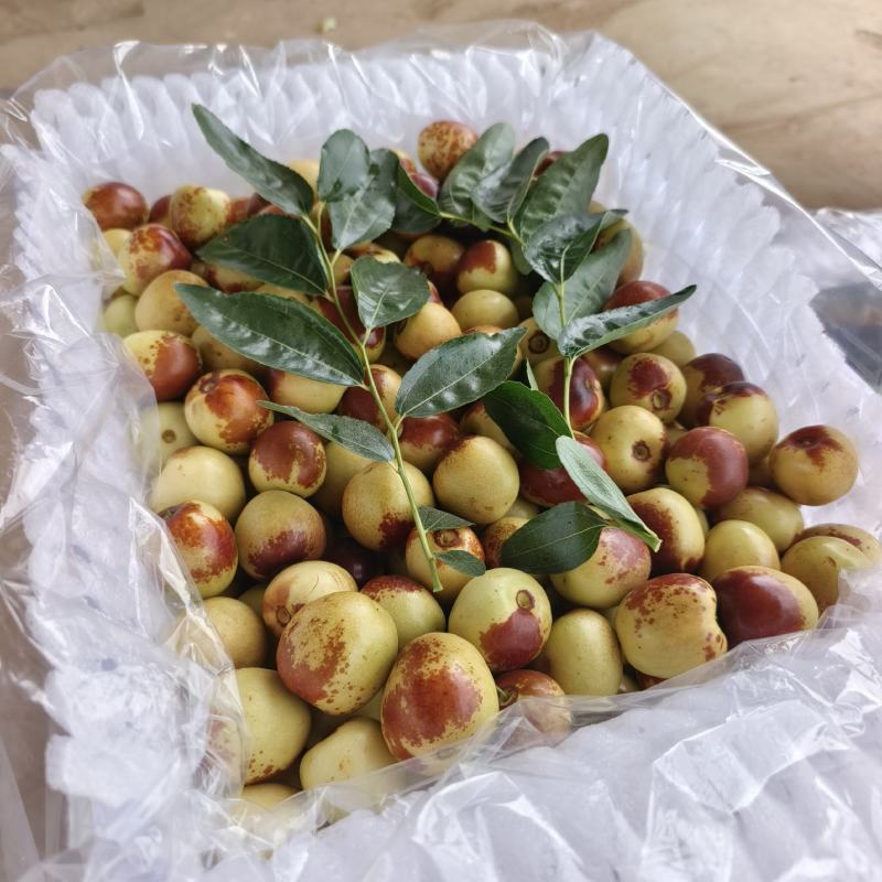 云南牛奶冬枣，糖度30+，基地直采，量大价格更美丽