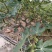 无花果60~70g
