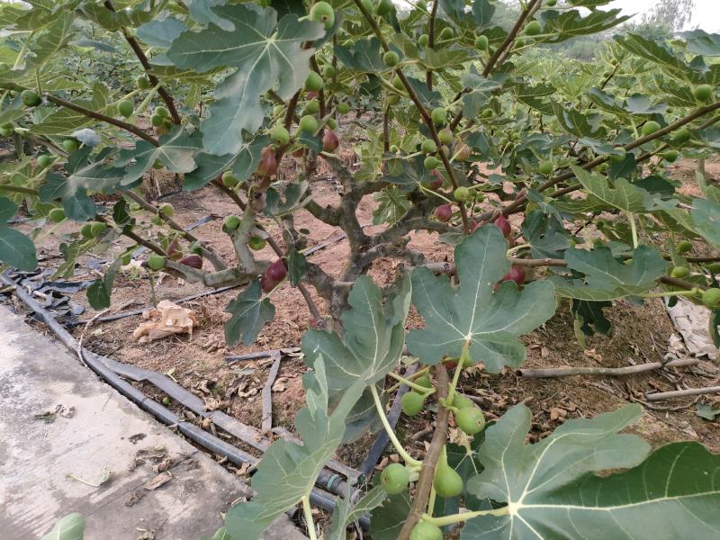 无花果60~70g