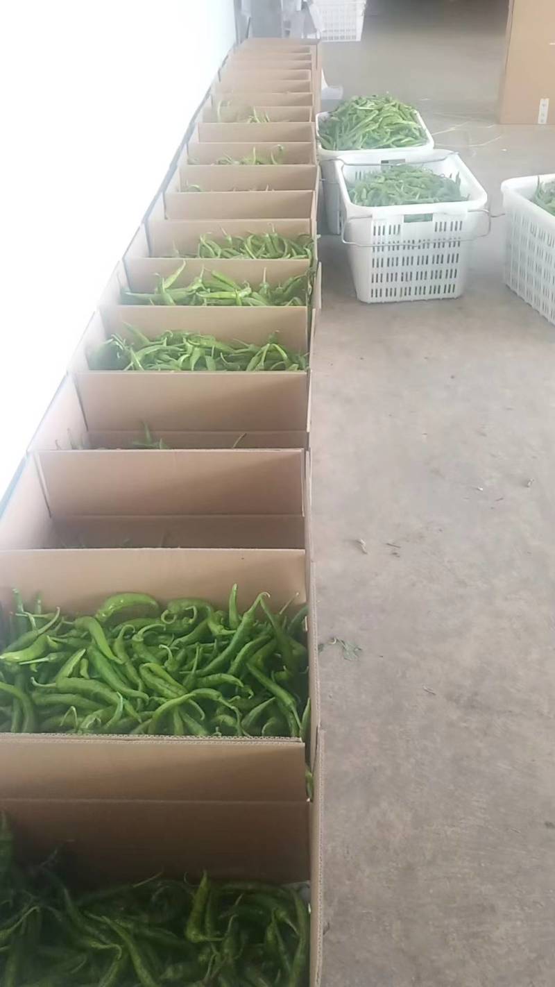 软皮青椒