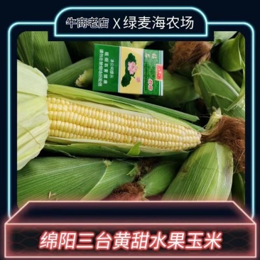 四川基地大量供应水果玉米，个大饱满壳清秀无虫
