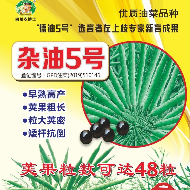 四川杂油5号油菜种子矮杆抗倒粒大荚密抗病高产油菜籽种子